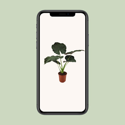 Alocasia Regal Shield – Große pflegeleichte Zimmerpflanze Ø27cm