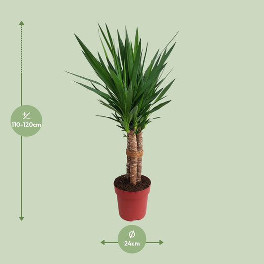 Yucca Palme „Tres Cañas“ – 120 cm pflegeleicht & robust