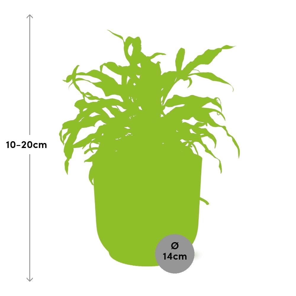 Microsorum Diversifolium – Kängurufarn in ELHO Vibes Fold 14cm rosa