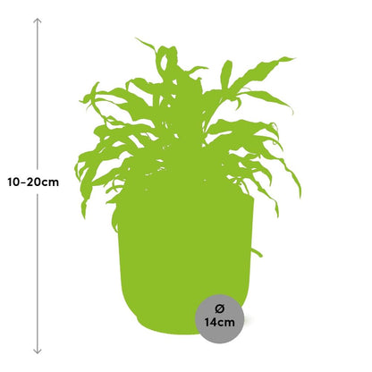 Microsorum Diversifolium – Kängurufarn in ELHO Vibes Fold 14cm rosa