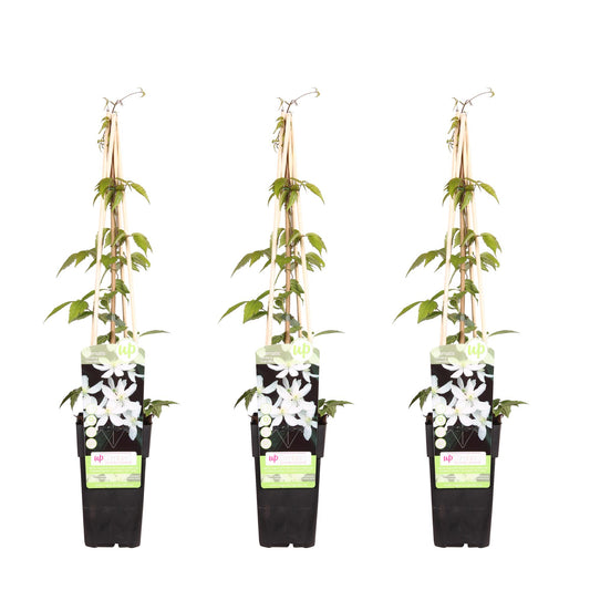 3x Clematis Montana 'Grandiflora' – Duftende Kletterpflanze Ø15cm