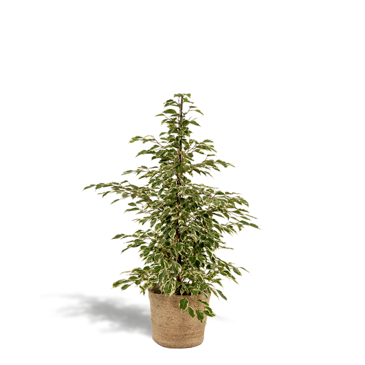 Ficus benjamina Twilight Ø21cm mit Korb Selin