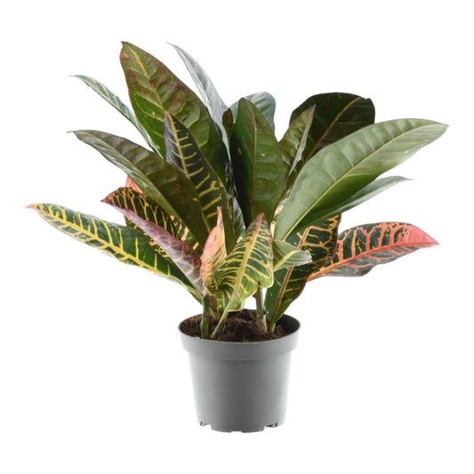 Codiaeum variegatum 'Petra' – farbenfrohe Zimmerpflanze 30 cm