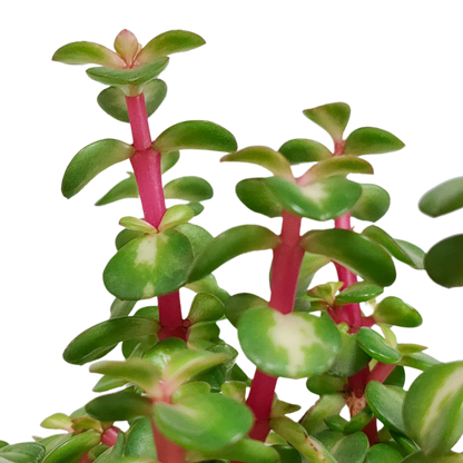 Portulacaria afra mediopicta in weißem Übertopf 10,5 cm