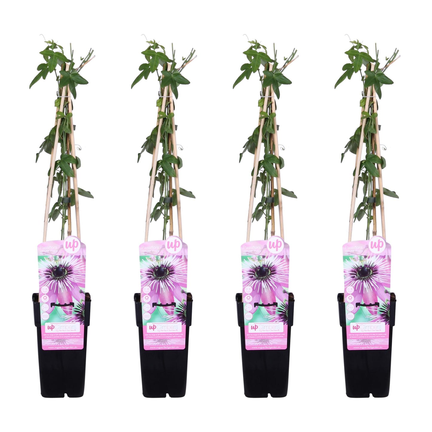 Passionsblume 'Purple Haze' – Exotische lila Kletterpflanze Ø15cm