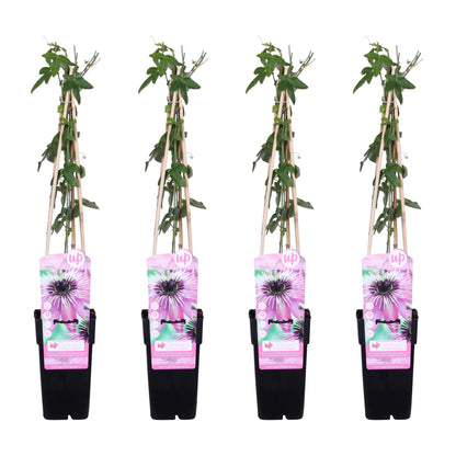 Passionsblume 'Purple Haze' – Exotische lila Kletterpflanze Ø15cm