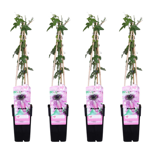 Passionsblume 'Purple Haze' – Exotische lila Kletterpflanze Ø15cm
