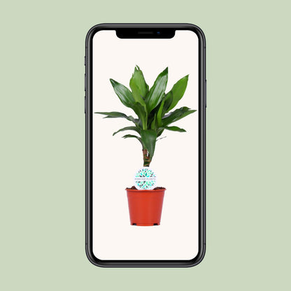 Dracaena Janet Lind – Pflegeleichte Zimmerpflanze Ø14cm