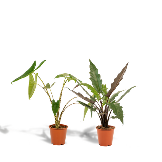 Alocasia Zebrina & Lauterbachiana – Exotisches Pflanzenduo Ø19cm
