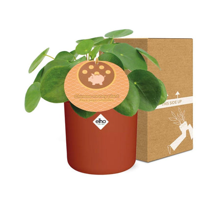 Pilea Peperomioides 12cm im ELHO b.for soft rond 14cm Topf brique