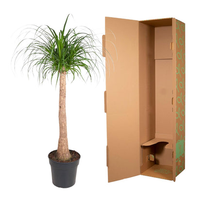 Beaucarnea Stamm – 120 cm – pflegeleichte Zimmerpflanze