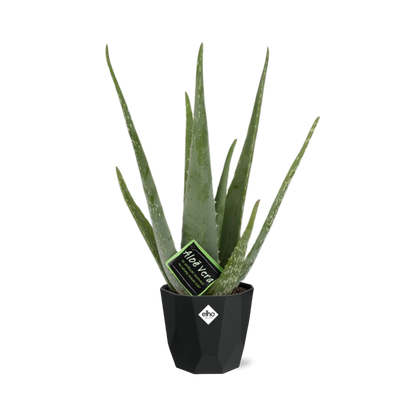 Aloe Vera 12cm in 14cm Topf b.for rock living black