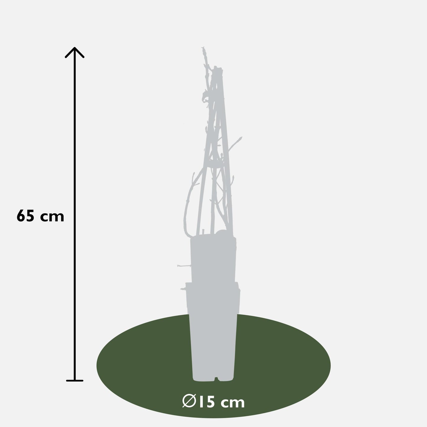 3x Klimhortensie (Hydrangea petiolaris) Ø15cm, 65cm Höhe