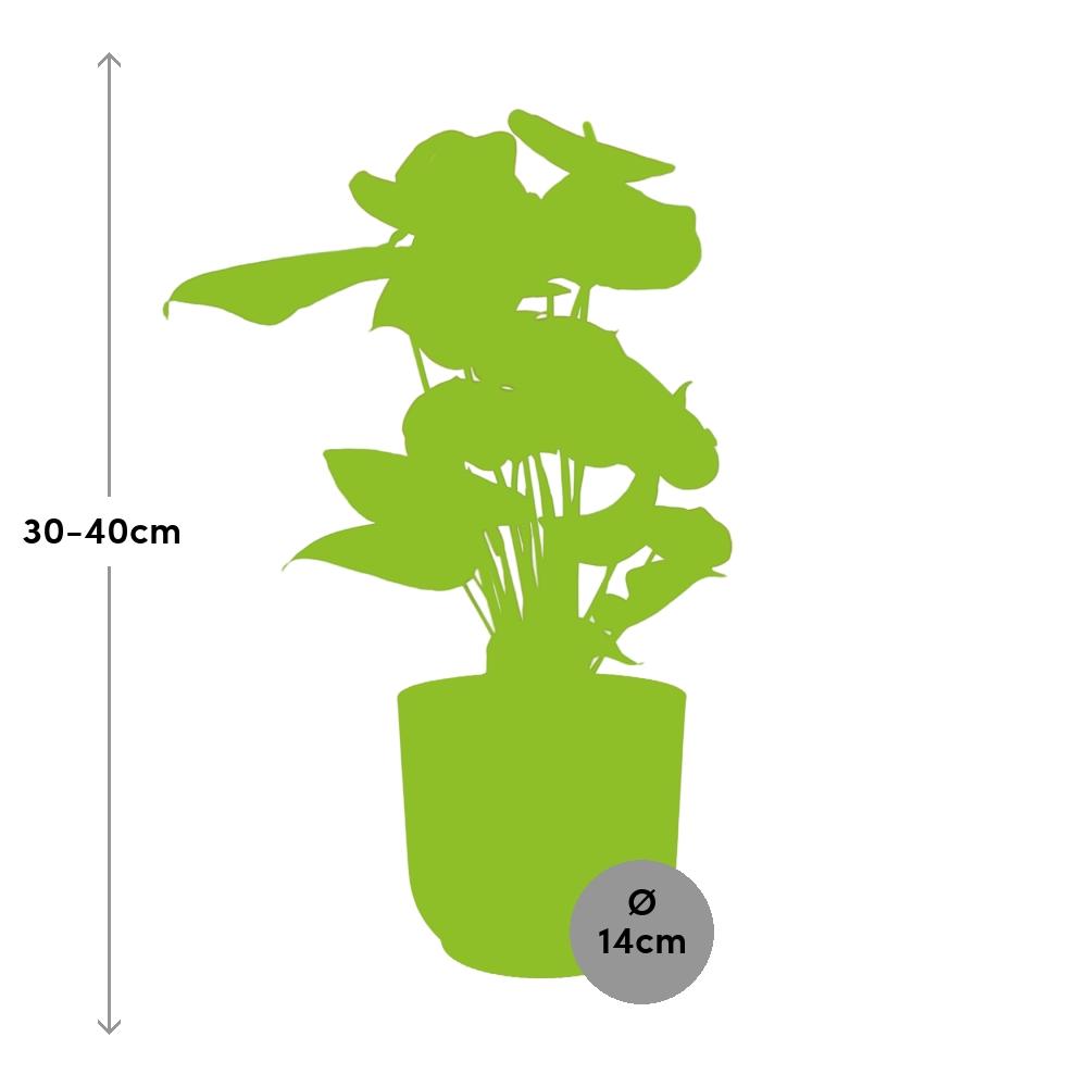 Anthurium Red 12cm in ELHO Vibes Fold 14cm rosa – Tropische Eleganz für Ihr Zuhause