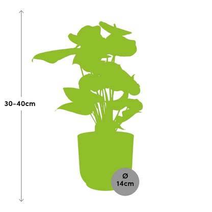 Anthurium Red 12cm in ELHO Vibes Fold 14cm rosa – Tropische Eleganz für Ihr Zuhause