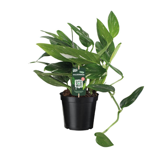 Philodendron Cobra Toef – Exotische, pflegeleichte Zimmerpflanze 50 cm