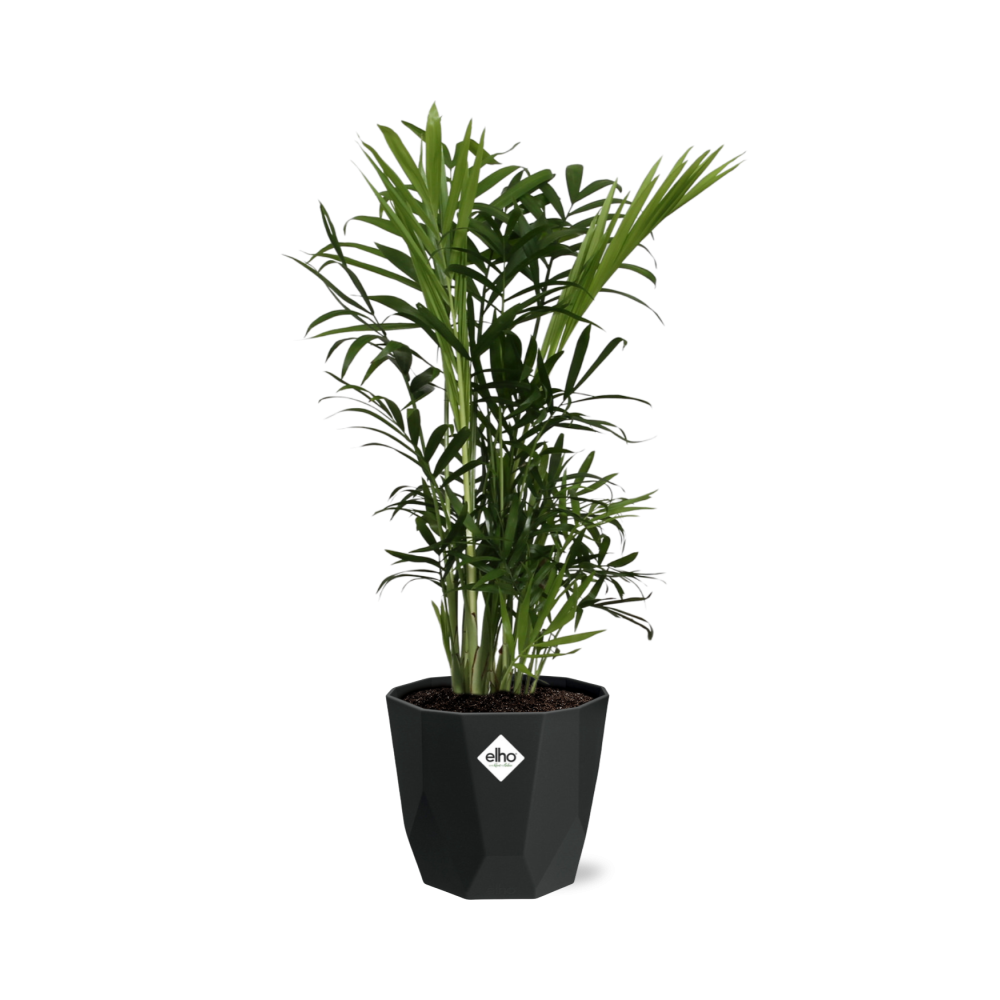 Chamaedorea Elegans – Zwergbergpalme in 14cm Topf schwarz