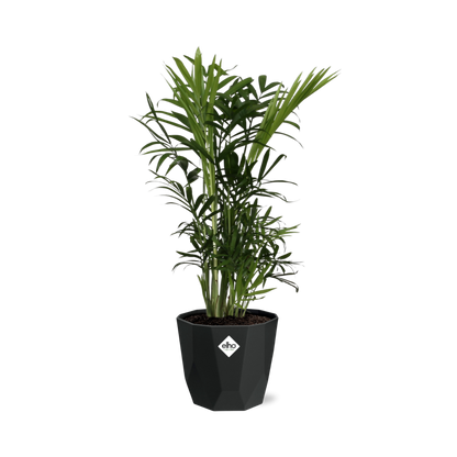 Chamaedorea Elegans – Zwergbergpalme in 14cm Topf schwarz