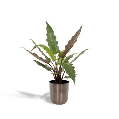 Alocasia Lauterbachiana – Elefantenohr Zimmerpflanze 80 cm