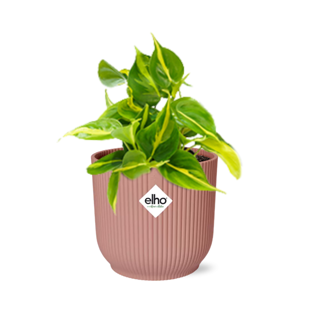 Philodendron Scandens ‘Brasil’ in ELHO Vibes Fold 14cm rosa