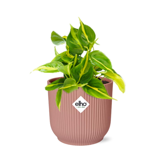 Philodendron Scandens ‘Brasil’ in ELHO Vibes Fold 14cm rosa