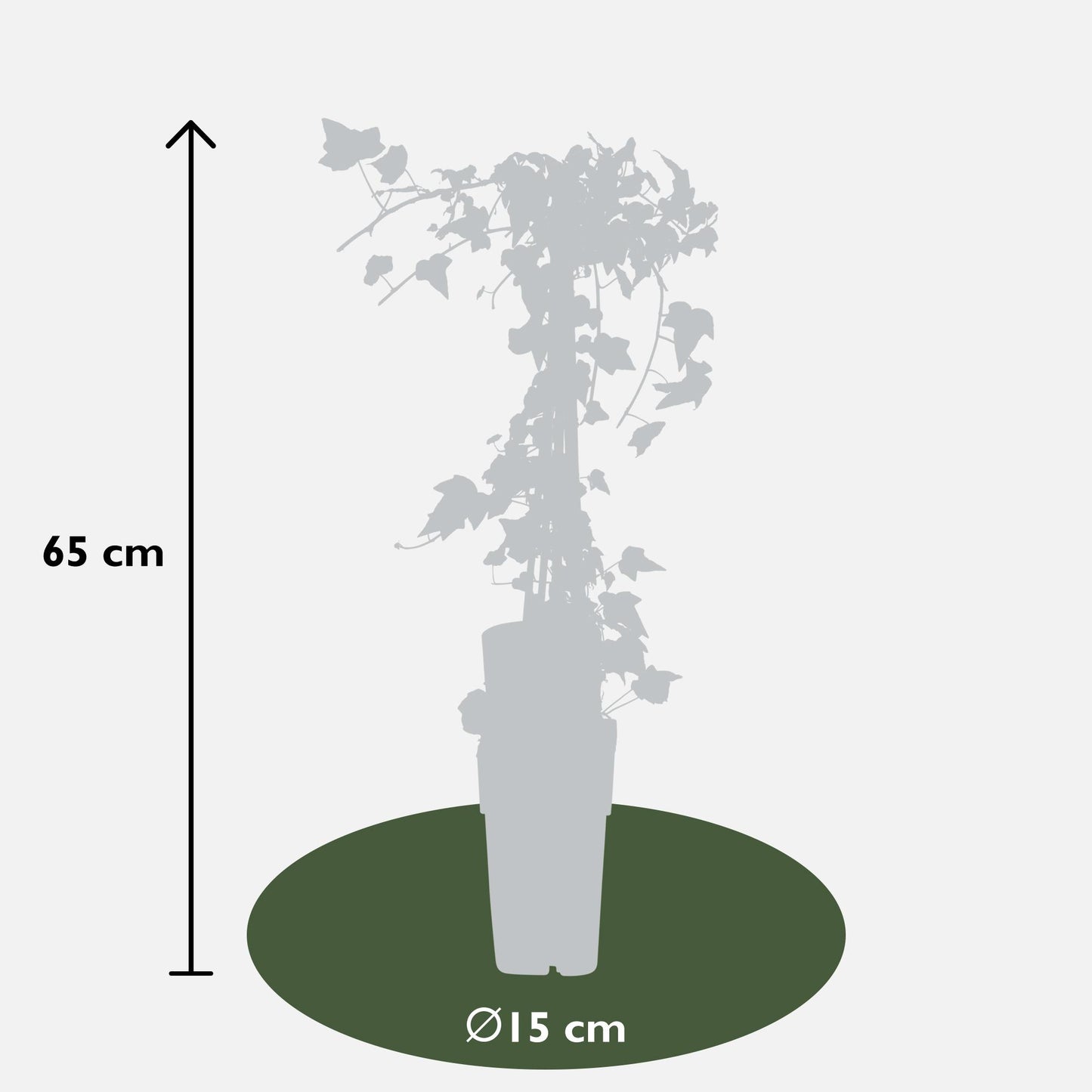 4x Efeu Hedera helix 'Goldheart' – Ø15 cm, ca. 65 cm hoch