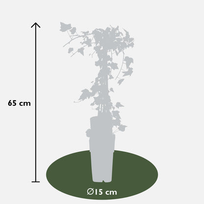 4x Efeu Hedera helix 'Goldheart' – Ø15 cm, ca. 65 cm hoch