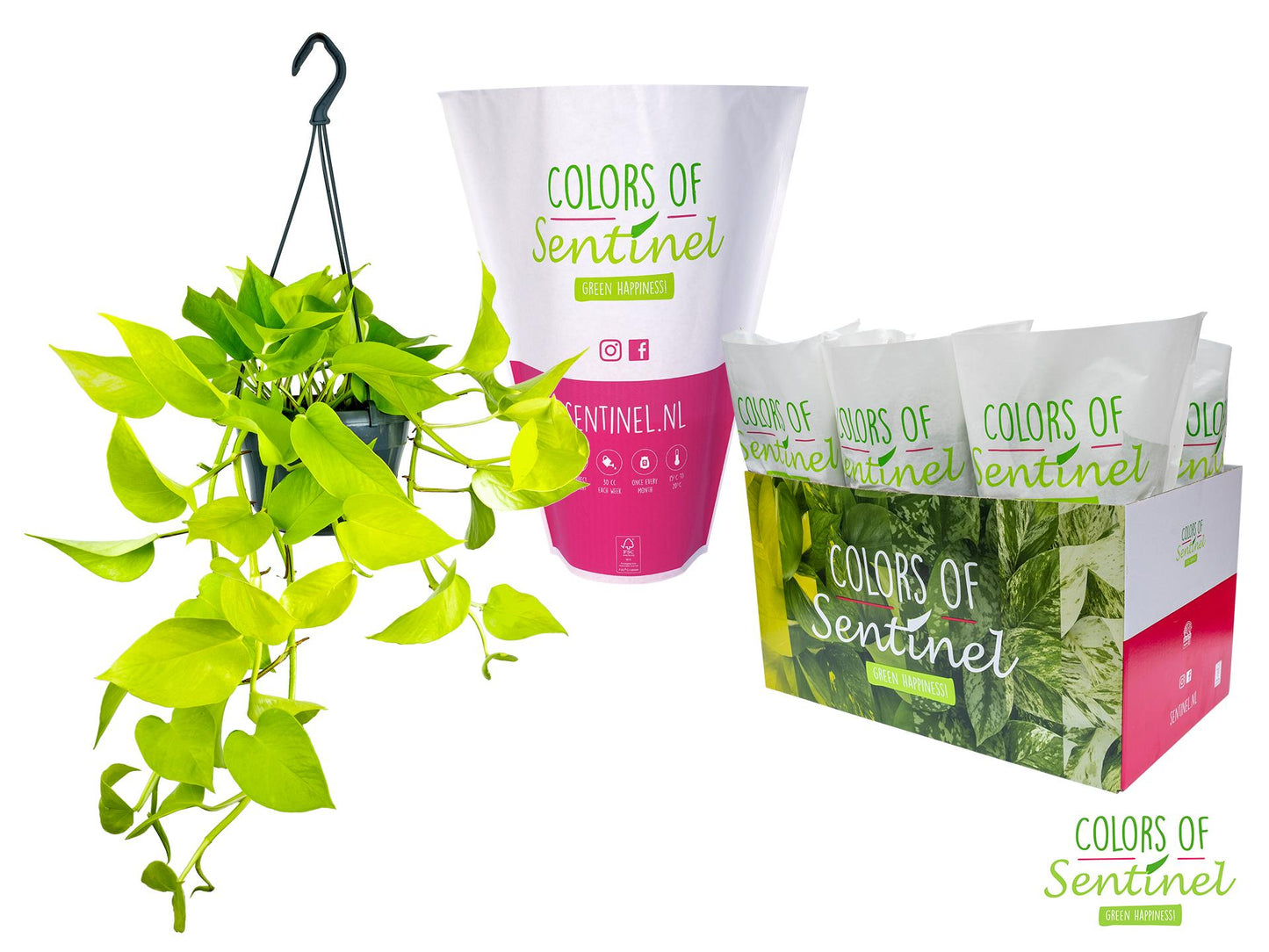 Epipremnum Pinnatum 'Golden Pothos' – Hängende Zimmerpflanze Ø15cm