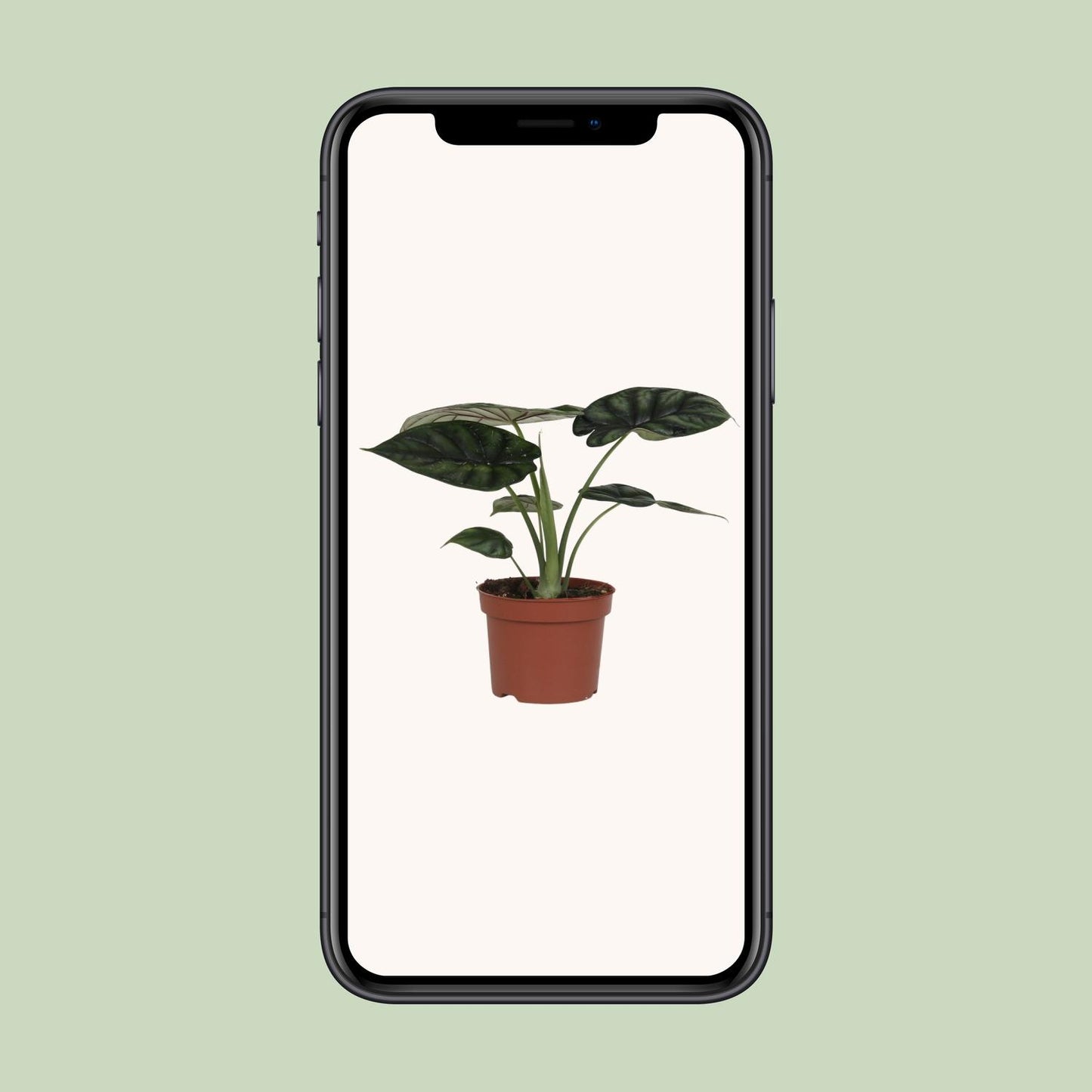 Alocasia Dragon Scale – Pflegeleichte Zimmerpflanze Ø17cm