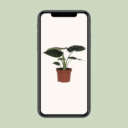 Alocasia Dragon Scale – Pflegeleichte Zimmerpflanze Ø17cm