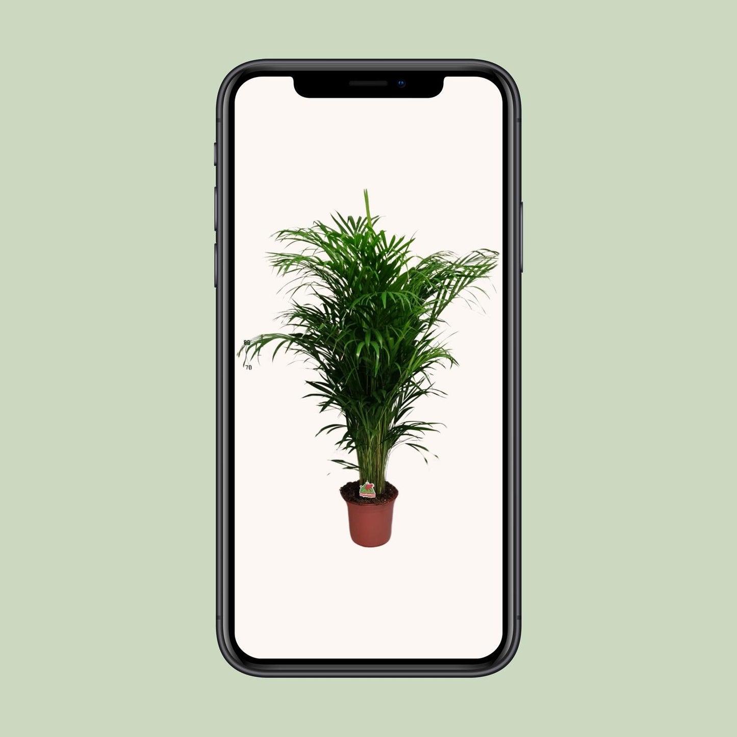 Dypsis Lutescens – Elegante Zimmerpalme Ø24cm, 125cm hoch