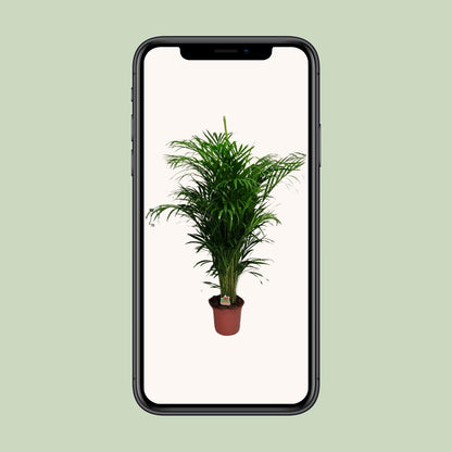 Dypsis Lutescens – Elegante Zimmerpalme Ø24cm, 125cm hoch