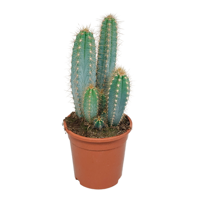 Pilosocereus azureus – Blauer Säulenkaktus 17 cm