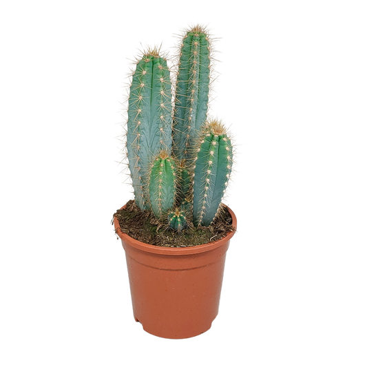 Pilosocereus azureus – Blauer Säulenkaktus 17 cm