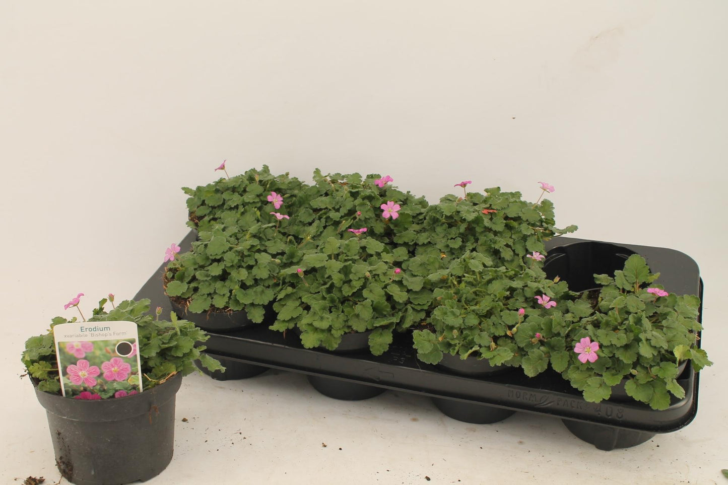 Erodium – Pflegeleichte und luftreinigende Zimmerpflanze