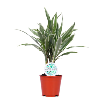 Dracaena Warneckei – Pflegeleichte Zimmerpflanze Ø14cm