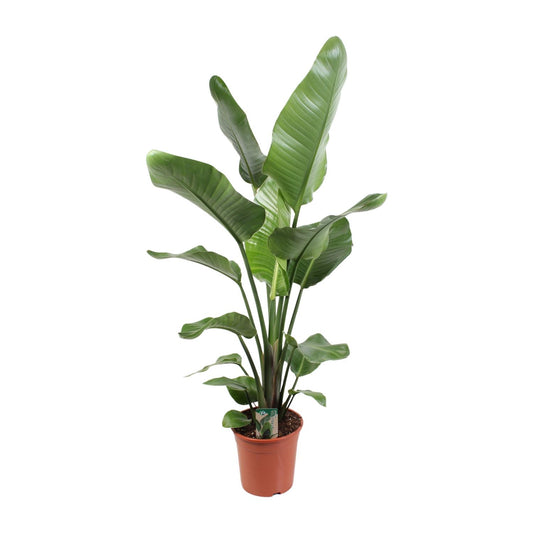 Strelitzia Nicolai – Tropische Paradiesvogelblume 21 cm Topf