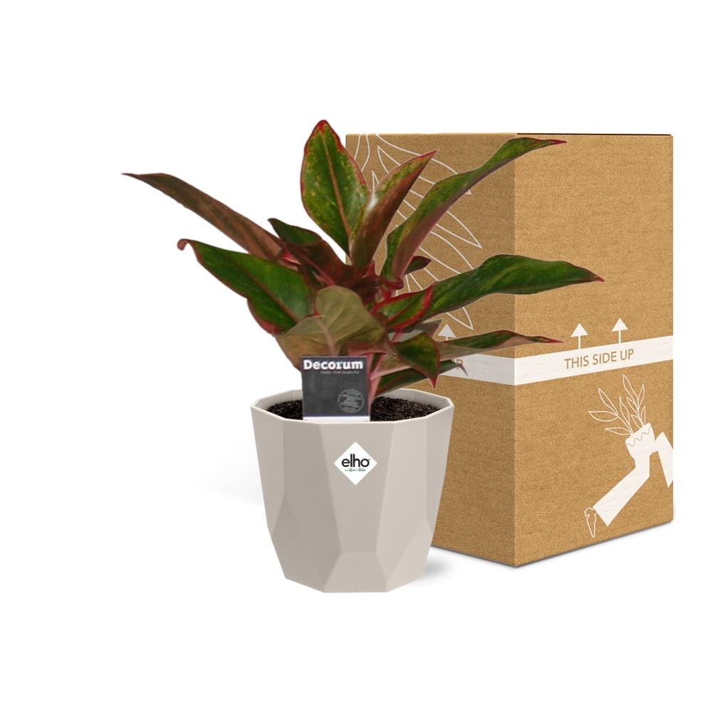 Aglaonema Crete in ELHO b.for rock 14 cm warm grey – Pflegeleichte Luftreiniger-Pflanze