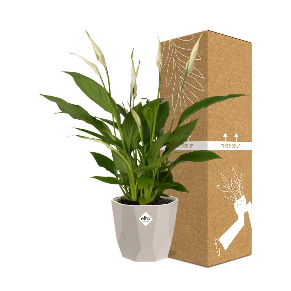 Friedenslilie Spathiphyllum 12 cm im ELHO b.for rock Topf