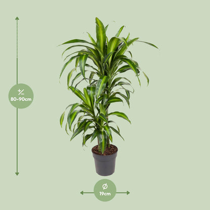 Dracaena Hawaiiana – Tropische, pflegeleichte Zimmerpflanze Ø19cm