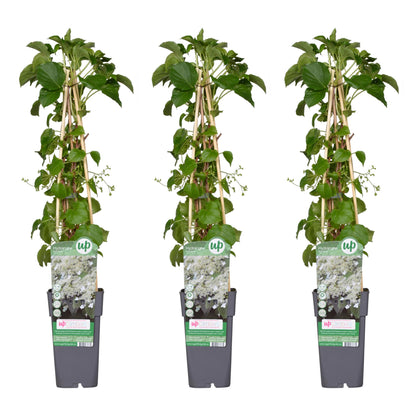 3x Hydrangea petiolaris – Klimhortensie Ø15cm, 65cm hoch