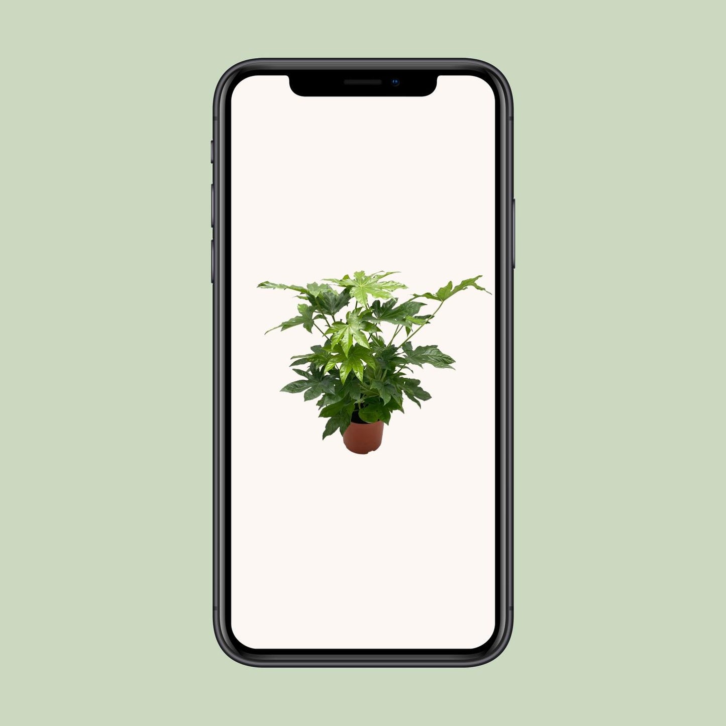 Fatsia japonica – Pflegeleichte Zimmerpflanze Ø21cm