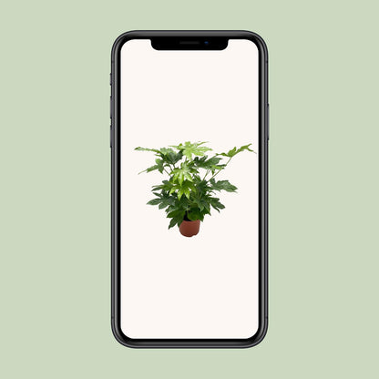 Fatsia japonica – Pflegeleichte Zimmerpflanze Ø21cm