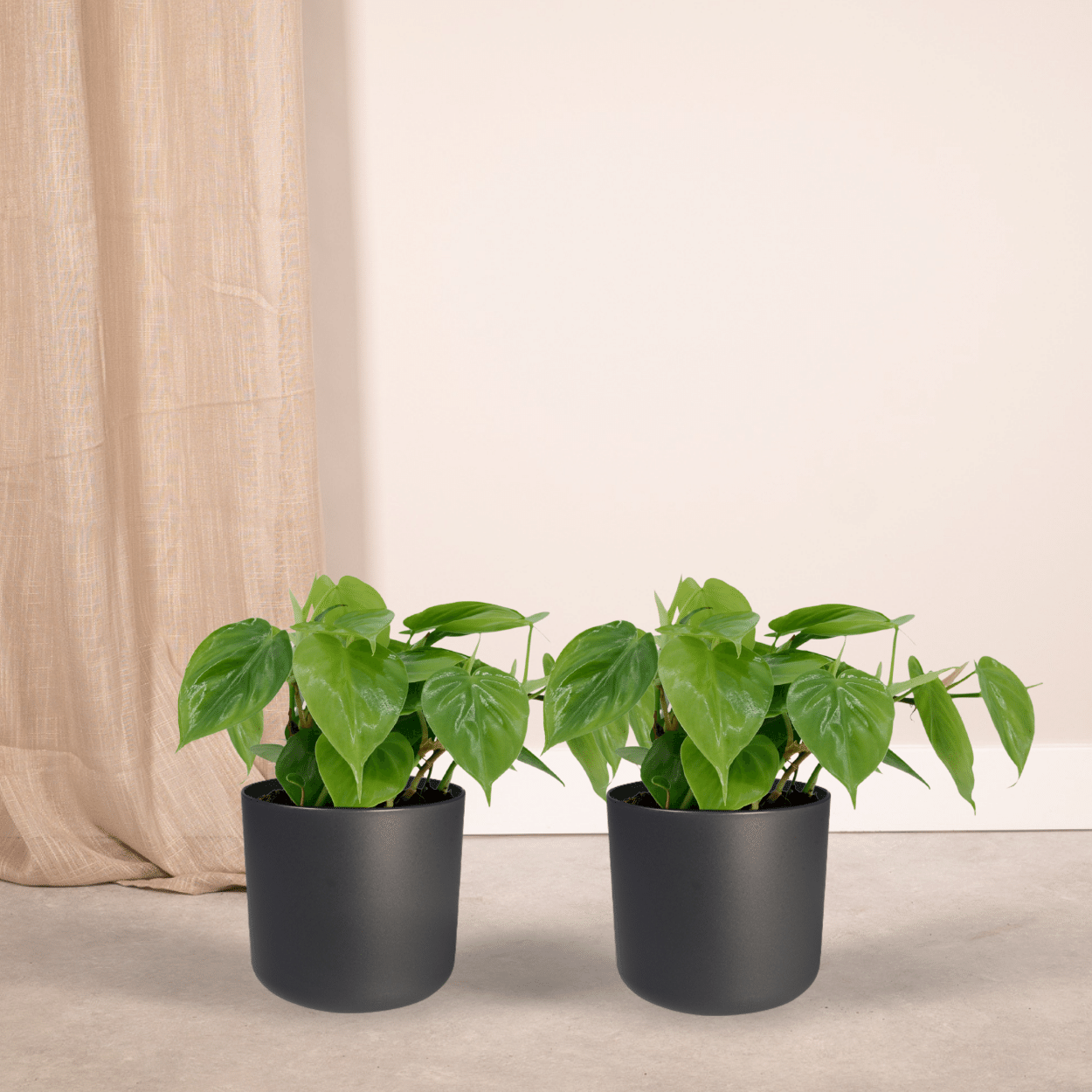 2x Philodendron Scandens – Pflegeleichte Hängepflanze ø12cm