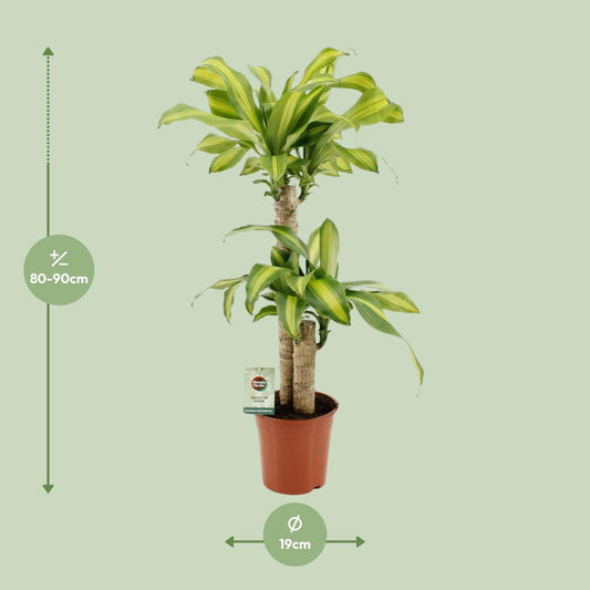 Dracaena Fragrans Massangeana – pflegeleichte Zimmerpflanze Ø19cm