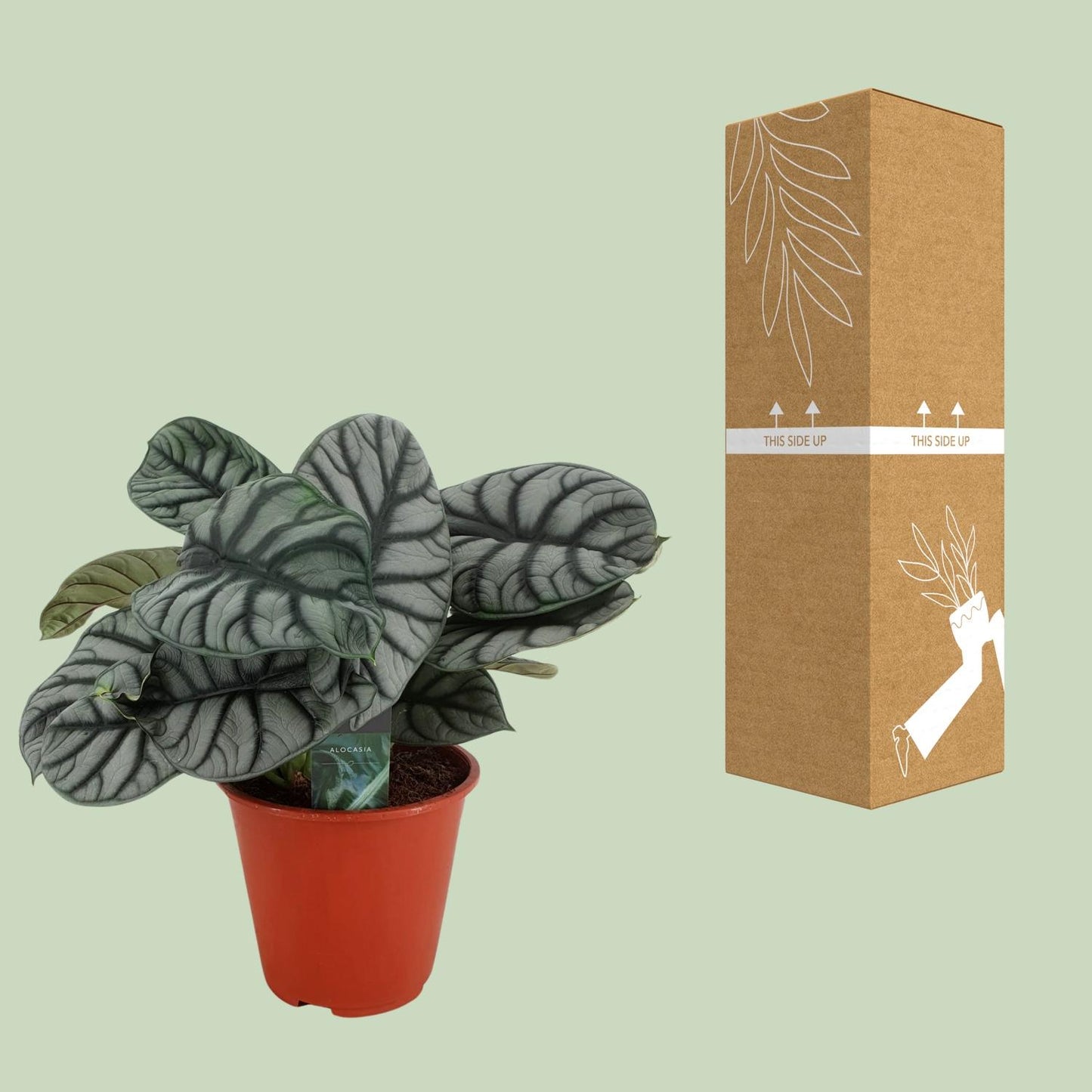 Alocasia Silver Dragon – Elegante pflegeleichte Zimmerpflanze Ø19cm