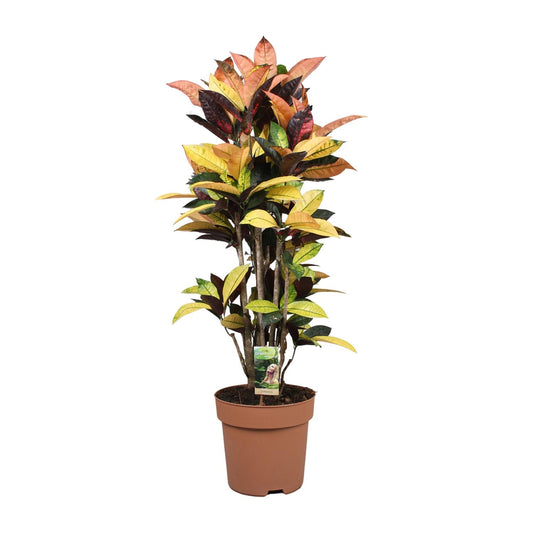 Codiaeum Mrs Iceton – Farbenfroher Kroton Ø27cm, 80cm