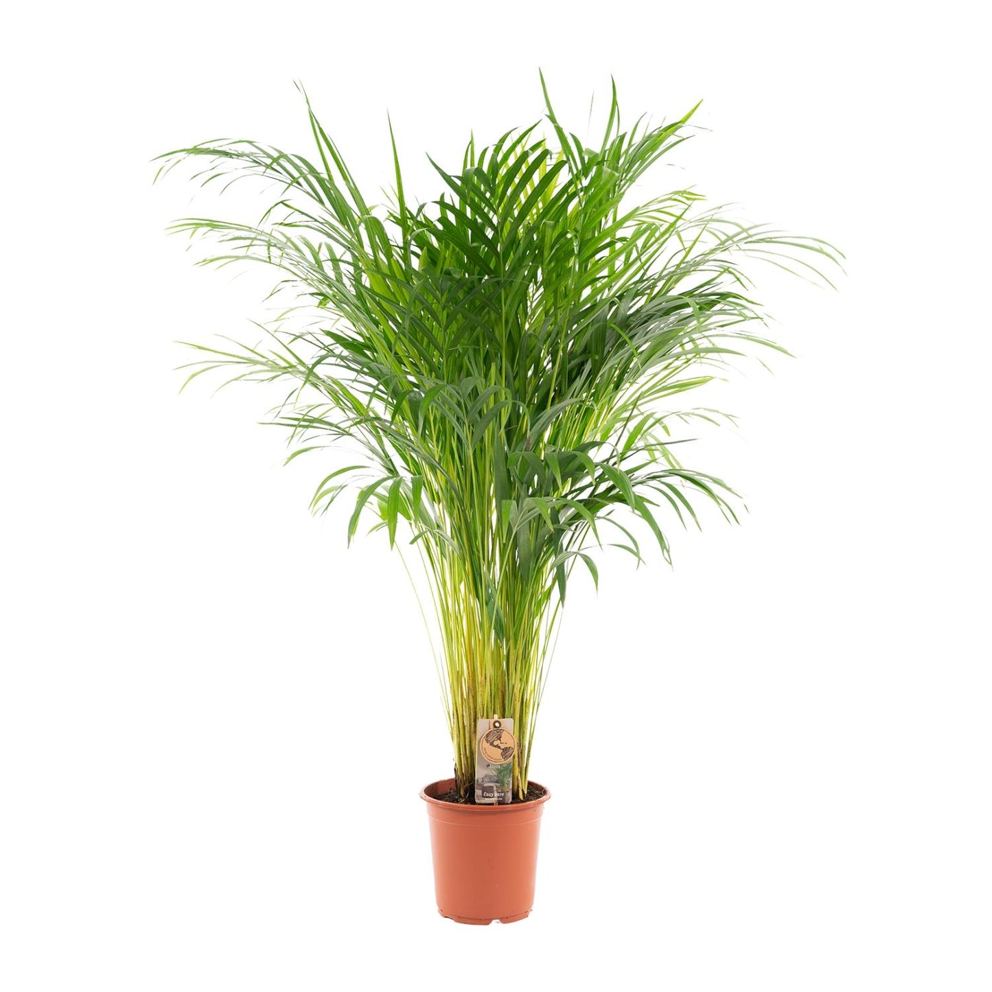 Areca-Palme Ø21cm – Luftreinigende Zimmerpflanze bis 110cm