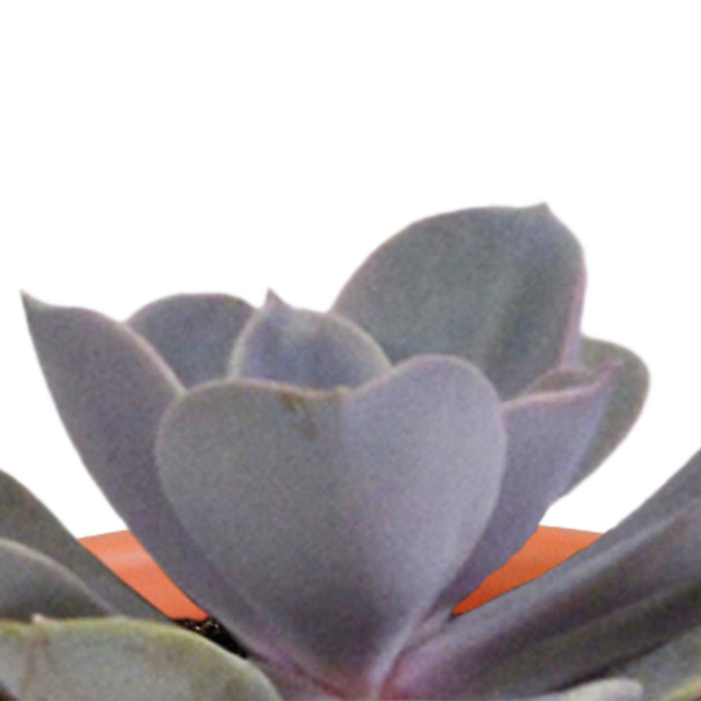 Kakteen & Sukkulenten Mischung 15er Set 5,5 cm