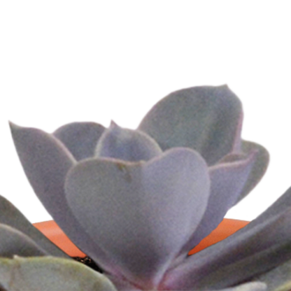 Kakteen & Sukkulenten Mischung 15er Set 5,5 cm